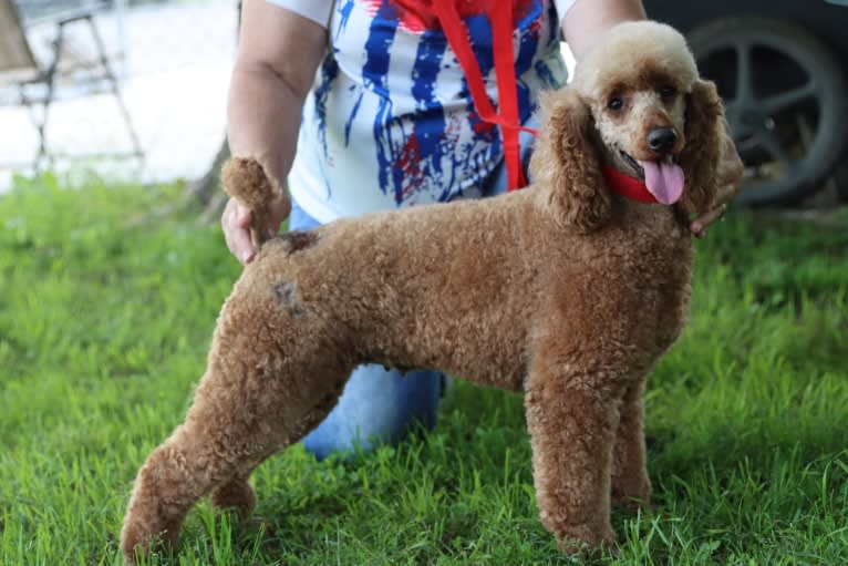 LIBERTY, a Poodle tested with EmbarkVet.com