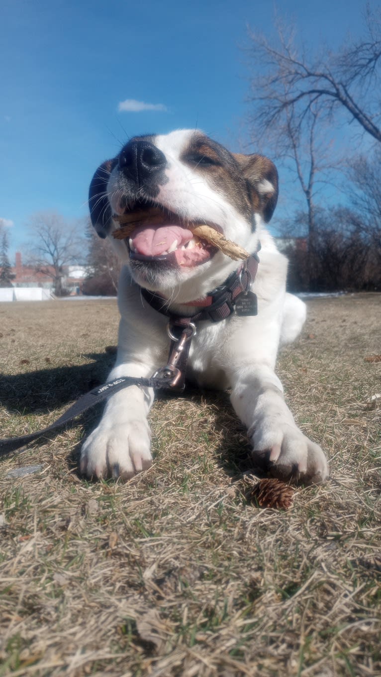 Stella, an American Pit Bull Terrier and German Shepherd Dog mix tested with EmbarkVet.com