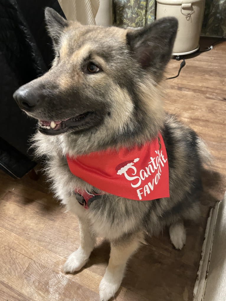 Miska, an Alaskan Malamute and German Shepherd Dog mix tested with EmbarkVet.com