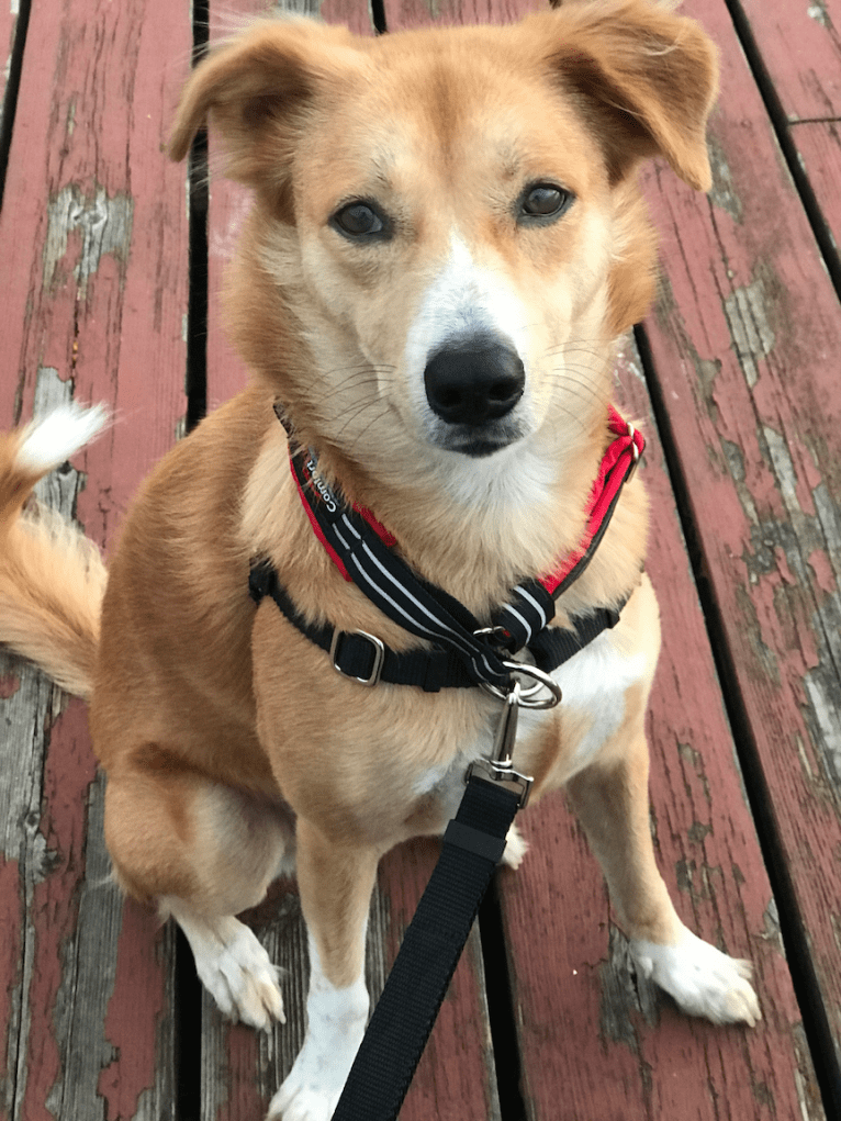 Desi, an Indian Indigenous Dog tested with EmbarkVet.com
