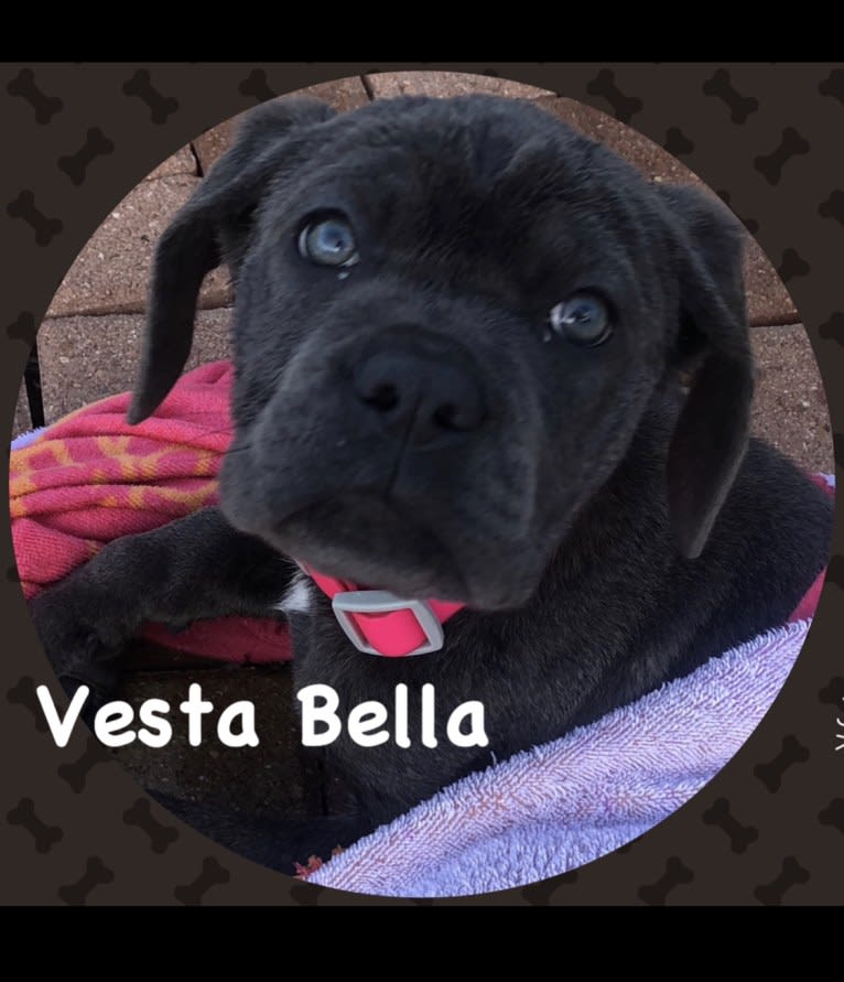 Vesta, a Cane Corso tested with EmbarkVet.com