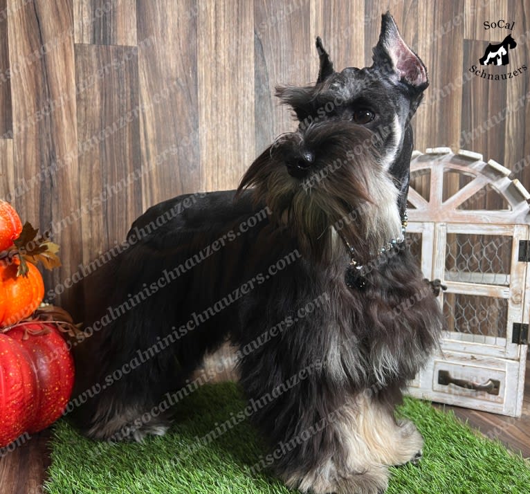 ZEUS, a Miniature Schnauzer (6.8% unresolved) tested with EmbarkVet.com