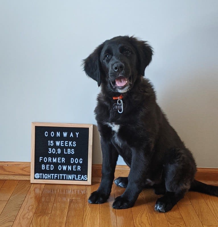 Conway, a Golden Retriever and Great Pyrenees mix tested with EmbarkVet.com