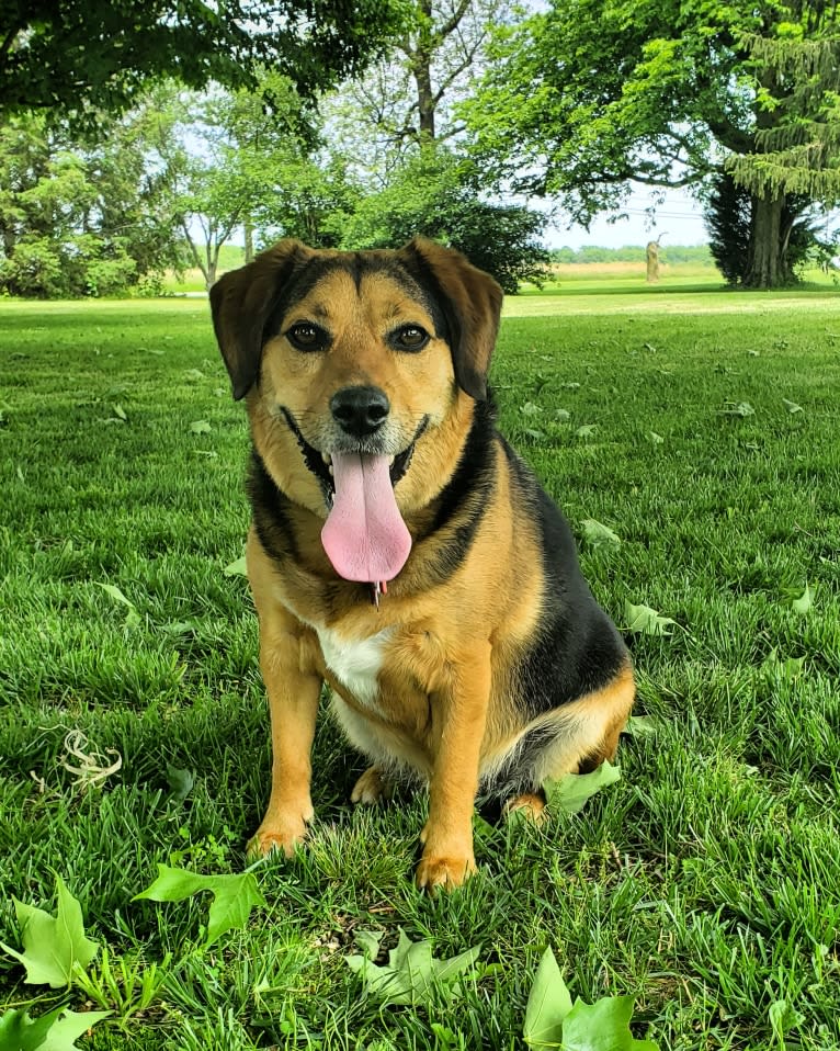 Thor, a Beagle and Australian Shepherd mix tested with EmbarkVet.com