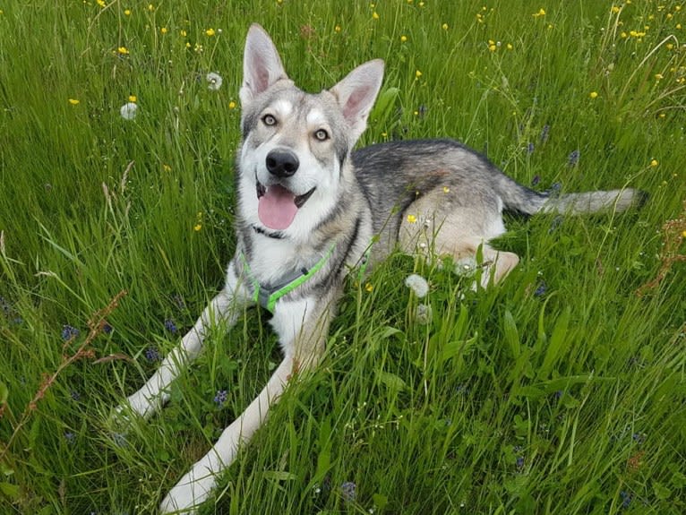 Cyrian Corvo Netis Tala, a Saarloos Wolfdog tested with EmbarkVet.com