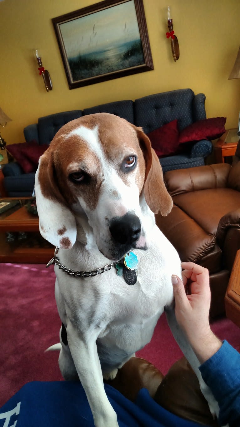 Little Joe, aka "Scar Face,"  Our #1 Hound Dog, a Treeing Walker Coonhound tested with EmbarkVet.com