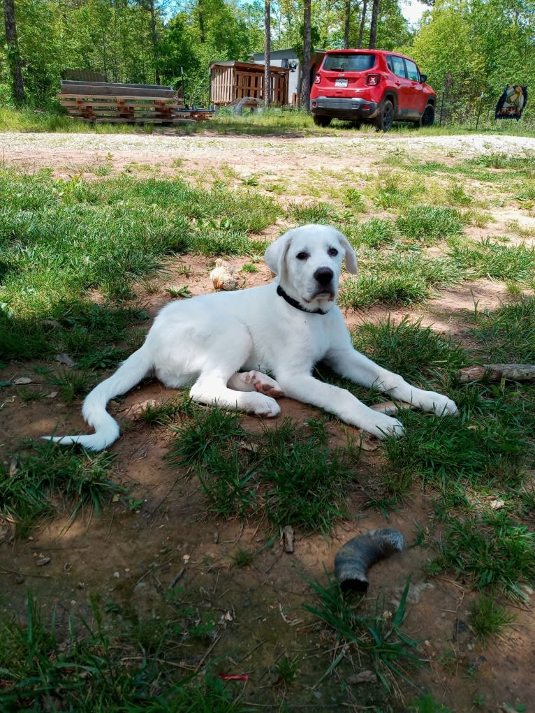 Aladdin, a Great Pyrenees tested with EmbarkVet.com