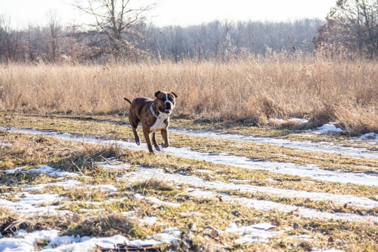 Loki, an American Pit Bull Terrier (4.7% unresolved) tested with EmbarkVet.com