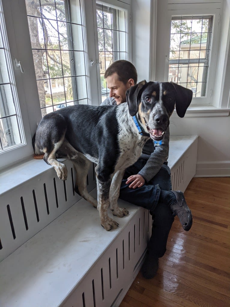 Crick, a Border Collie and Bluetick Coonhound mix tested with EmbarkVet.com