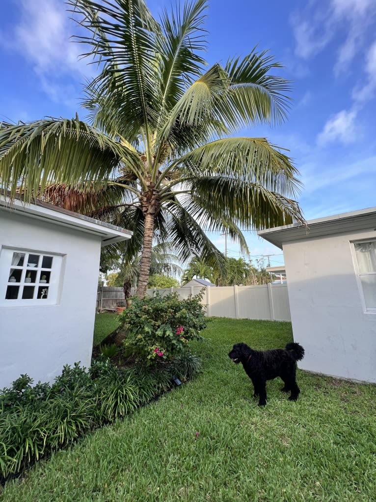 Jinx, a Black Russian Terrier tested with EmbarkVet.com