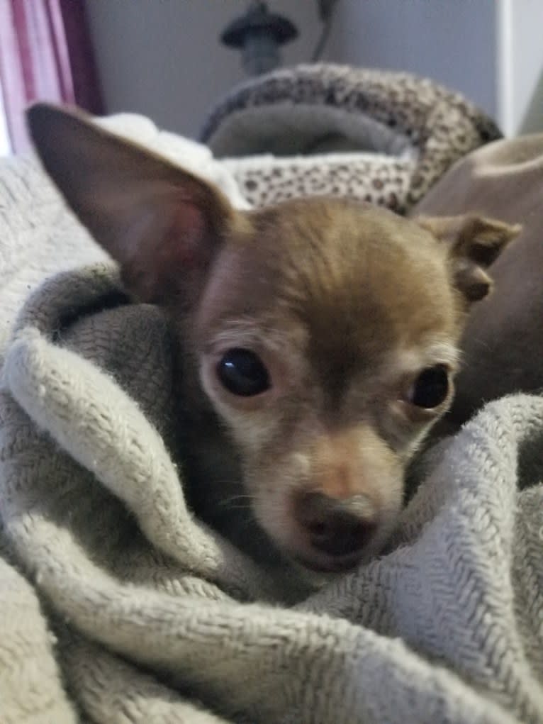 Bibbit, a Chihuahua tested with EmbarkVet.com