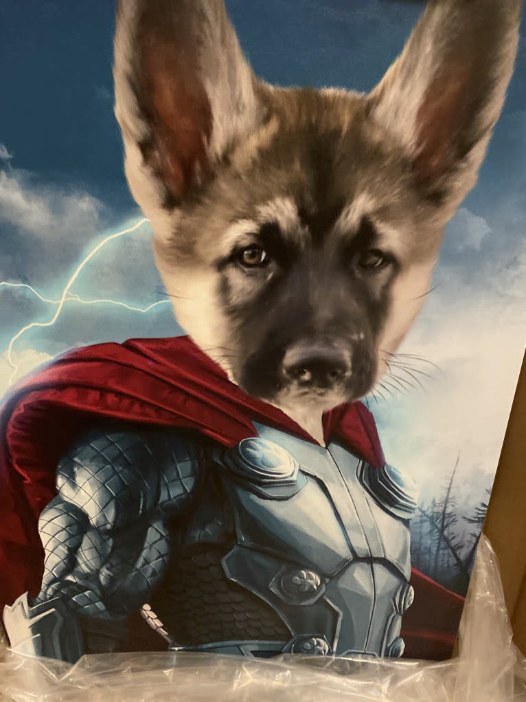 Thor a dog tested with EmbarkVet.com