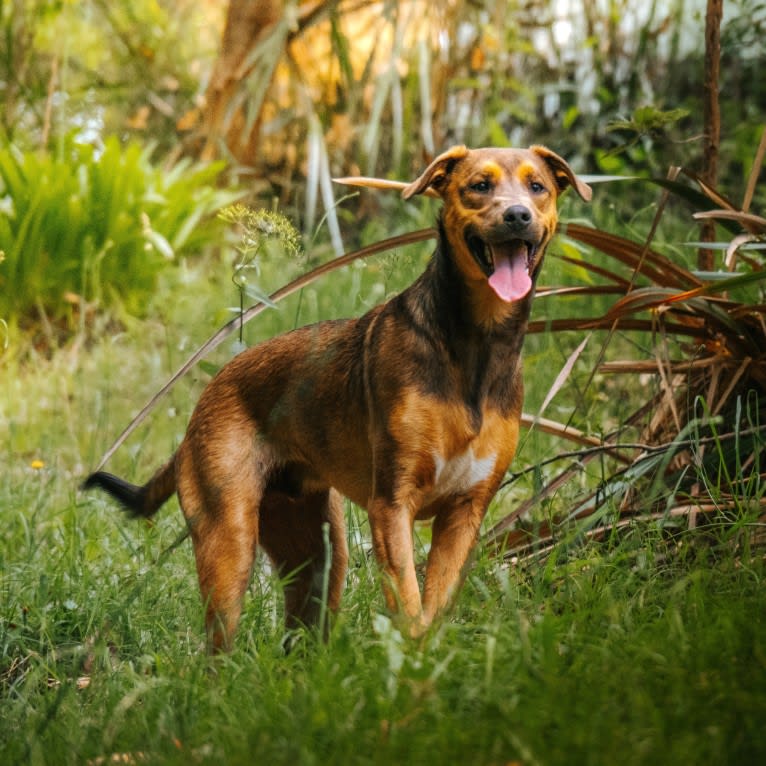 Gromit, an Australian Kelpie and Shih Tzu mix tested with EmbarkVet.com