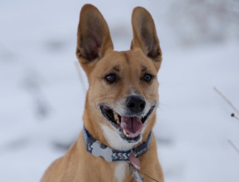 Rosie, an American Pit Bull Terrier and Siberian Husky mix tested with EmbarkVet.com