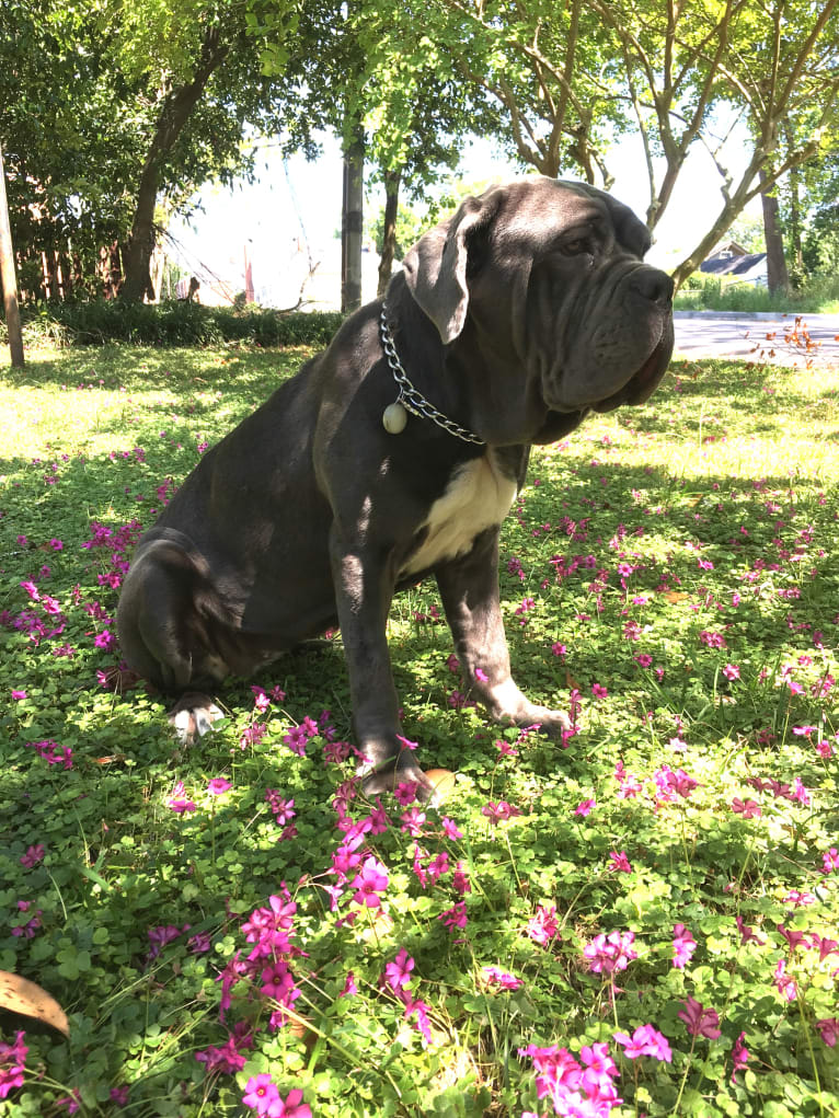 Maui, a Neapolitan Mastiff tested with EmbarkVet.com