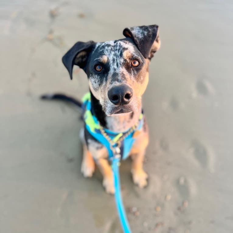 Zoey, a Labrador Retriever and German Shepherd Dog mix tested with EmbarkVet.com