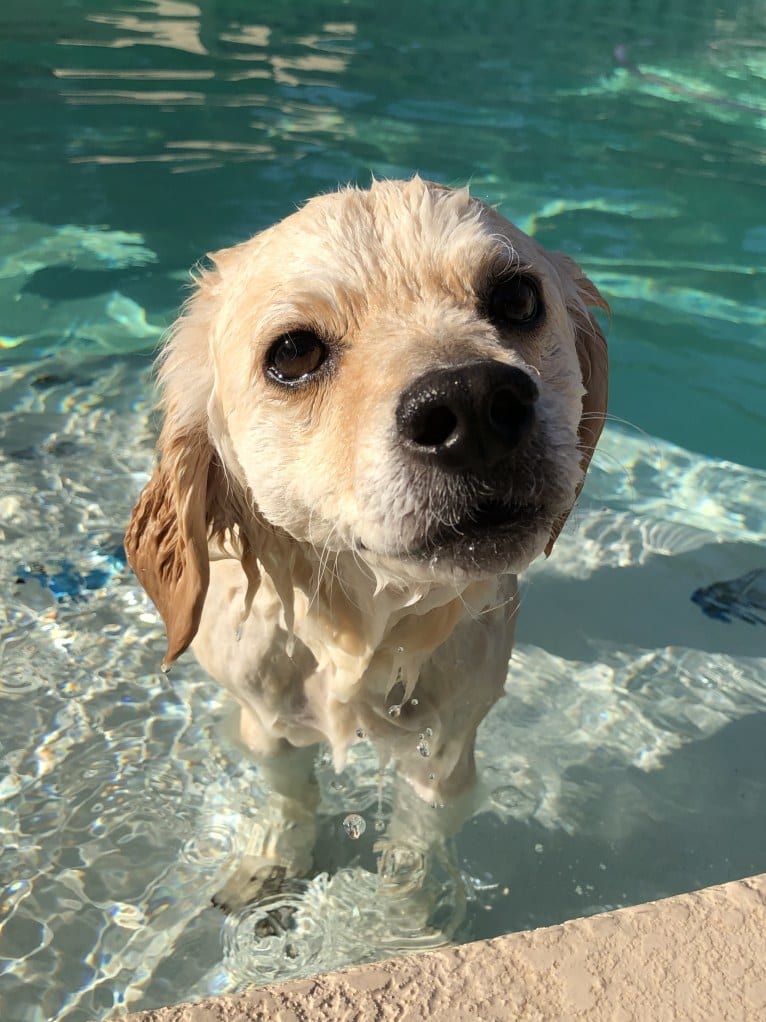 Sammy, a Cocker Spaniel and Poodle (Small) mix tested with EmbarkVet.com