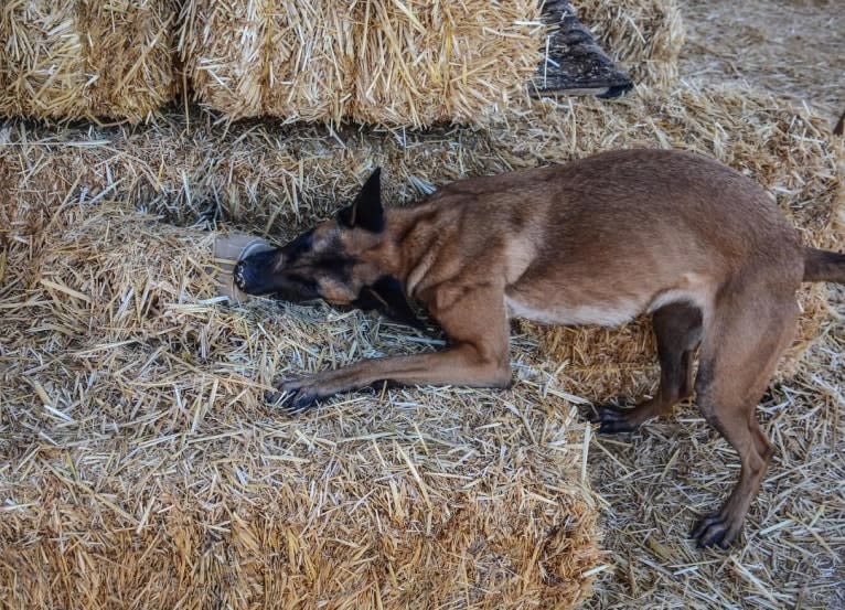 Mangle, a Dutch Shepherd tested with EmbarkVet.com