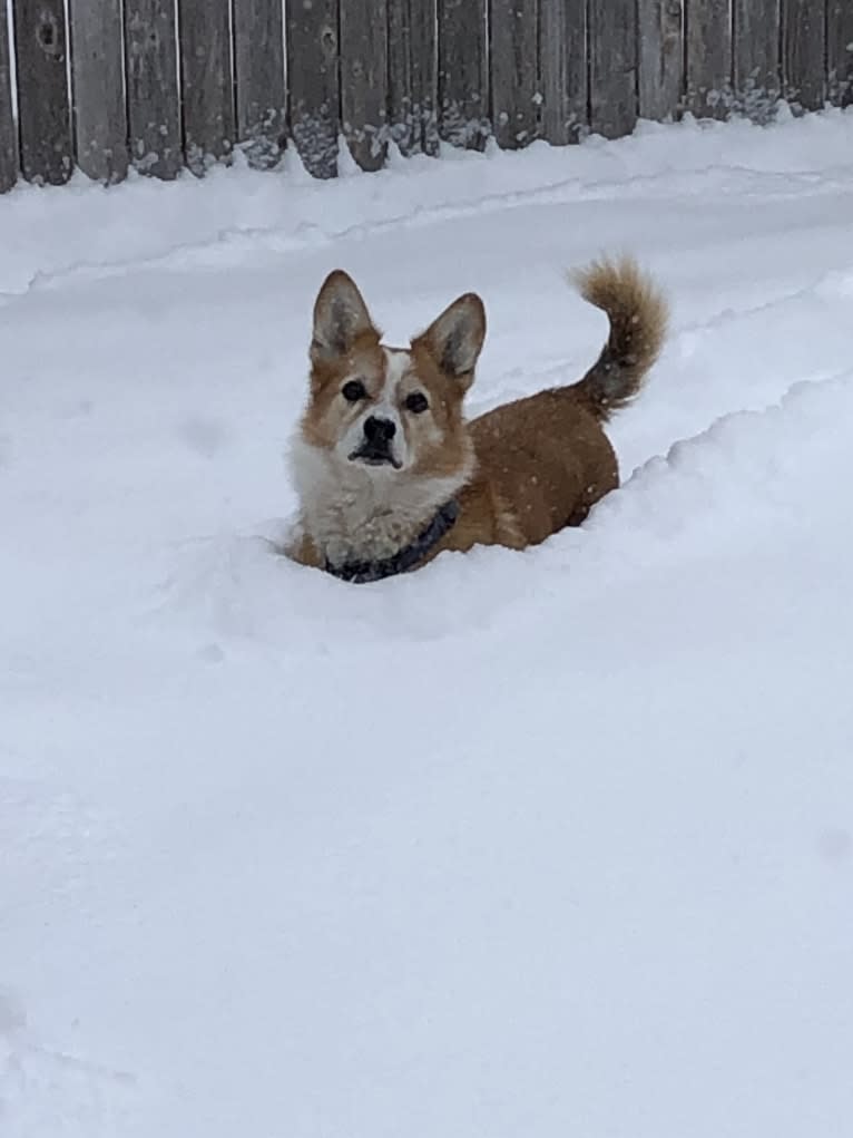 Wizard, a Pembroke Welsh Corgi and Border Collie mix tested with EmbarkVet.com