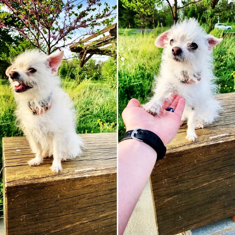 Bitxi, a Maltese and Chihuahua mix tested with EmbarkVet.com