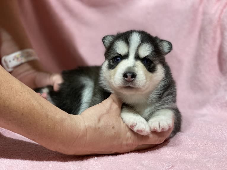 NIJA (Na•yah), a Pomsky tested with EmbarkVet.com
