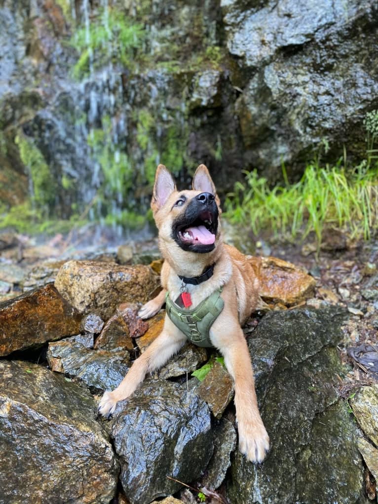 Everhett, a German Shepherd Dog and Australian Cattle Dog mix tested with EmbarkVet.com