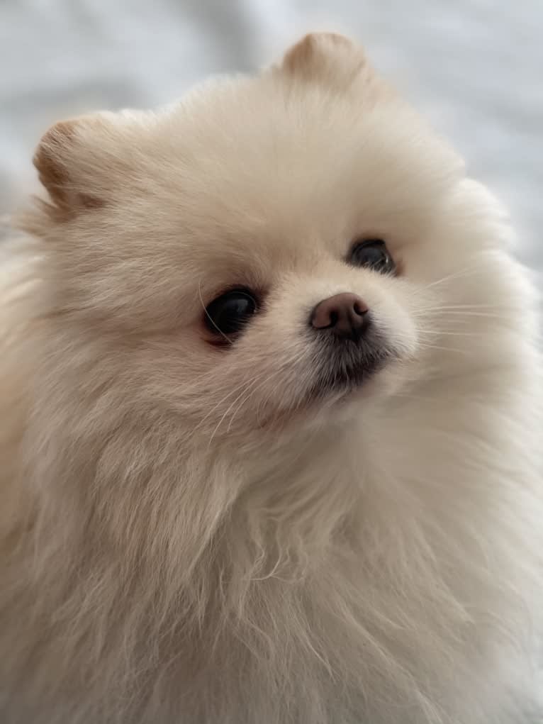 Turbo, a Pomeranian tested with EmbarkVet.com