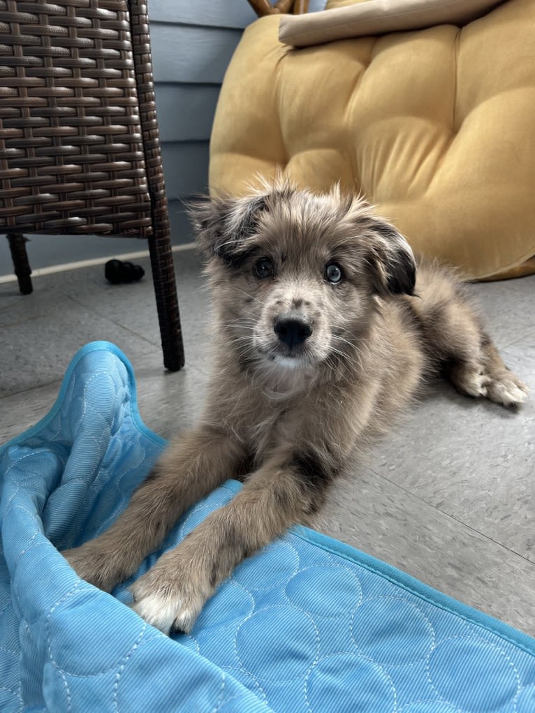 Cusco, a Pyrenean Shepherd tested with EmbarkVet.com