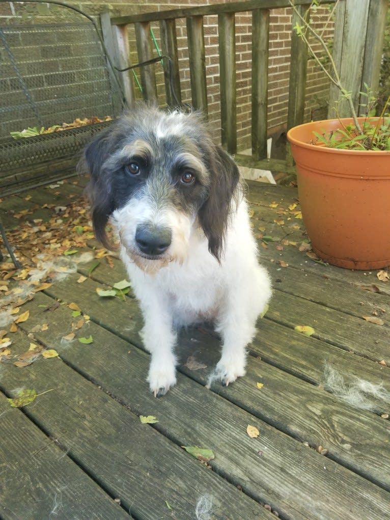 Raven, a German Shorthaired Pointer and Poodle (Standard) mix tested with EmbarkVet.com