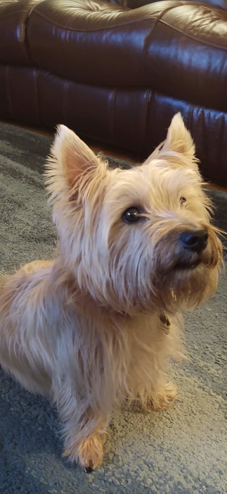 Murray, a Cairn Terrier tested with EmbarkVet.com