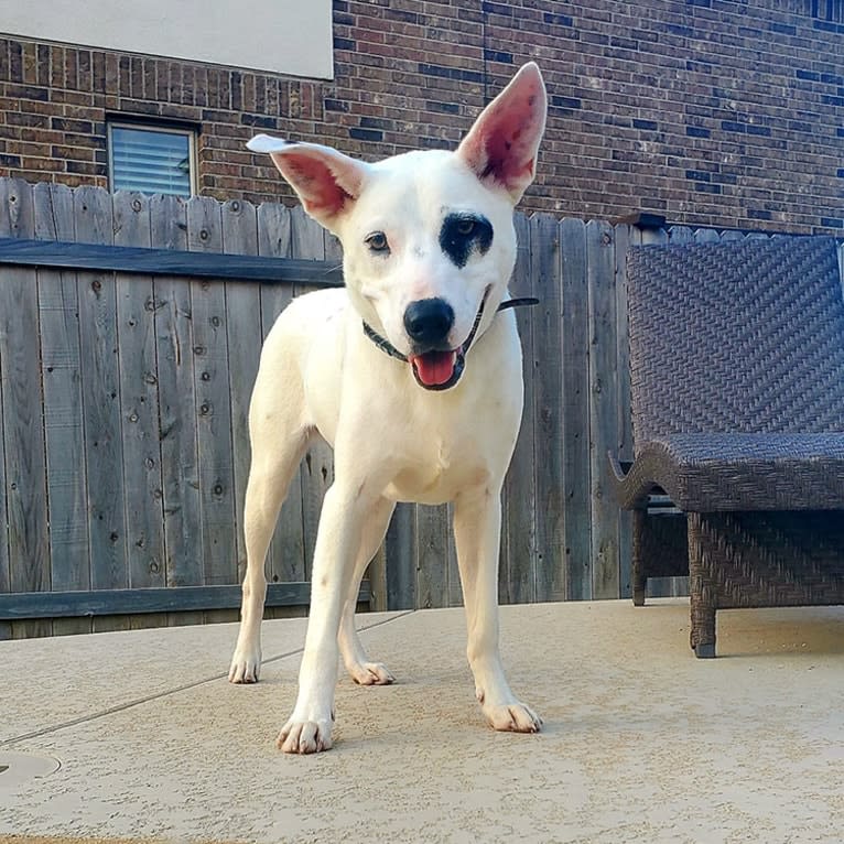 Zeppelin, an Australian Cattle Dog and American Pit Bull Terrier mix tested with EmbarkVet.com