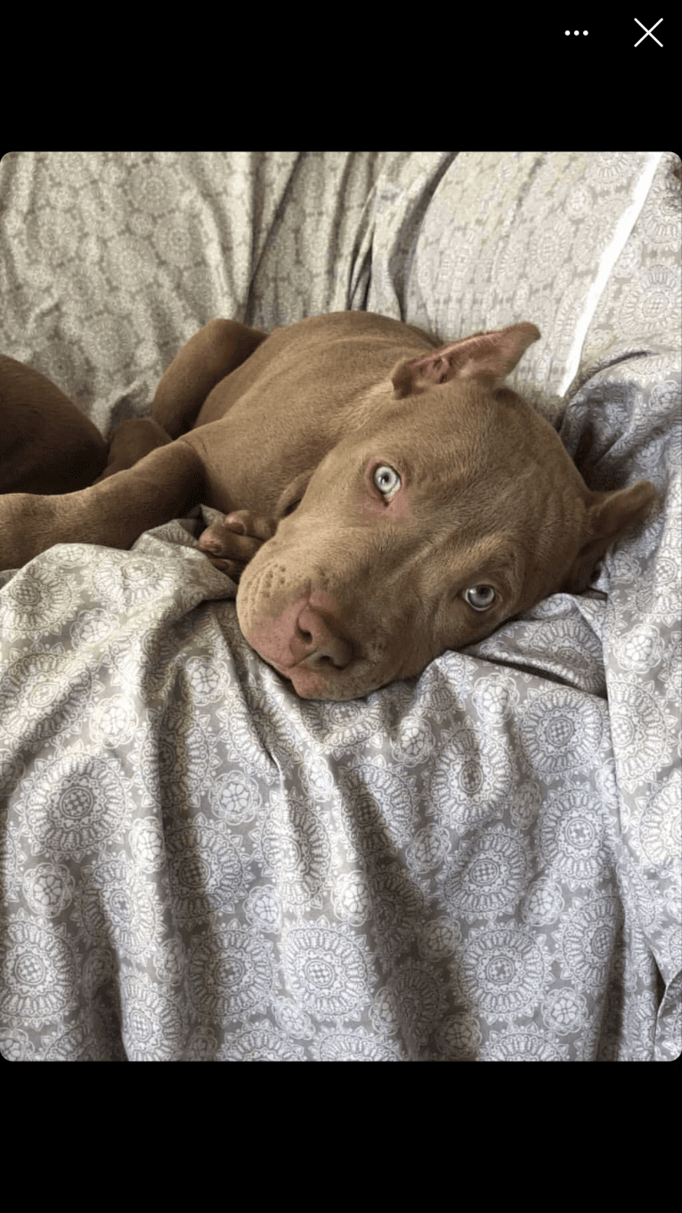 Teally, an American Bully tested with EmbarkVet.com