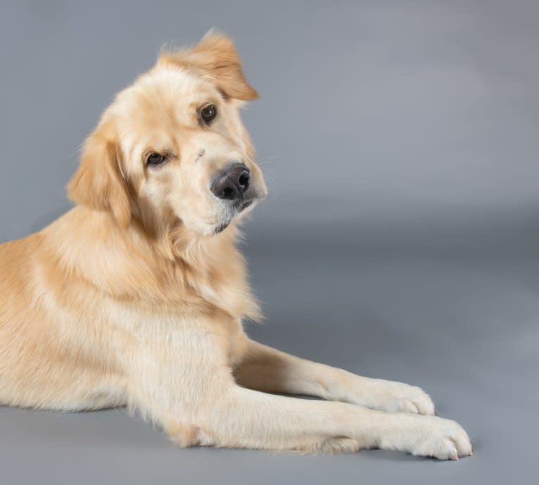 Obi-Wan, a Golden Retriever and Jindo mix tested with EmbarkVet.com