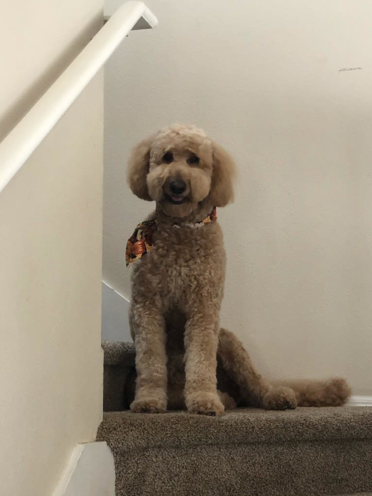 Mango, a Goldendoodle tested with EmbarkVet.com