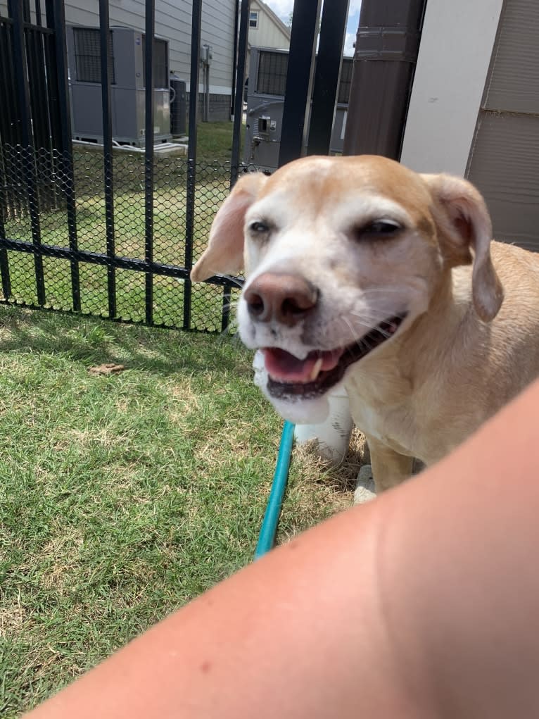 Kimber, an American Pit Bull Terrier and Cocker Spaniel mix tested with EmbarkVet.com