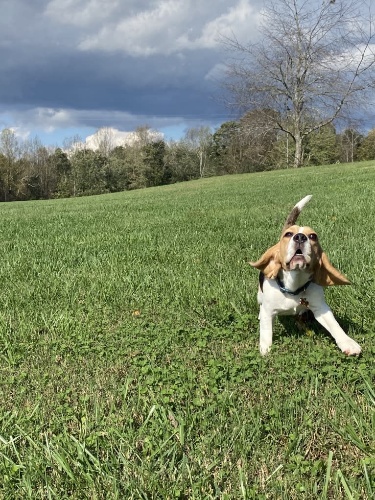 Photo of Lucy, a Beagle  in Spartanburg, SC, USA