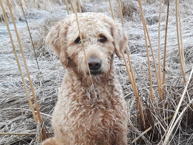 Clancy, a Labradoodle tested with EmbarkVet.com