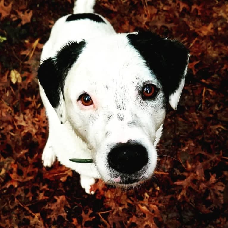 Dakota, a Labrador Retriever and Dalmatian mix tested with EmbarkVet.com