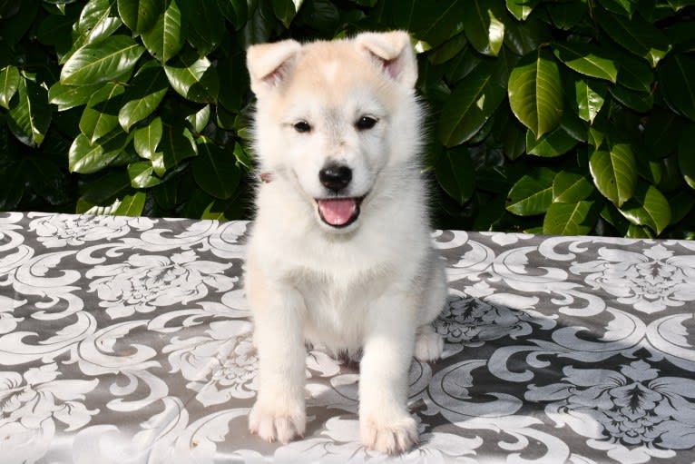 Onida, a Siberian Husky and German Shepherd Dog mix tested with EmbarkVet.com