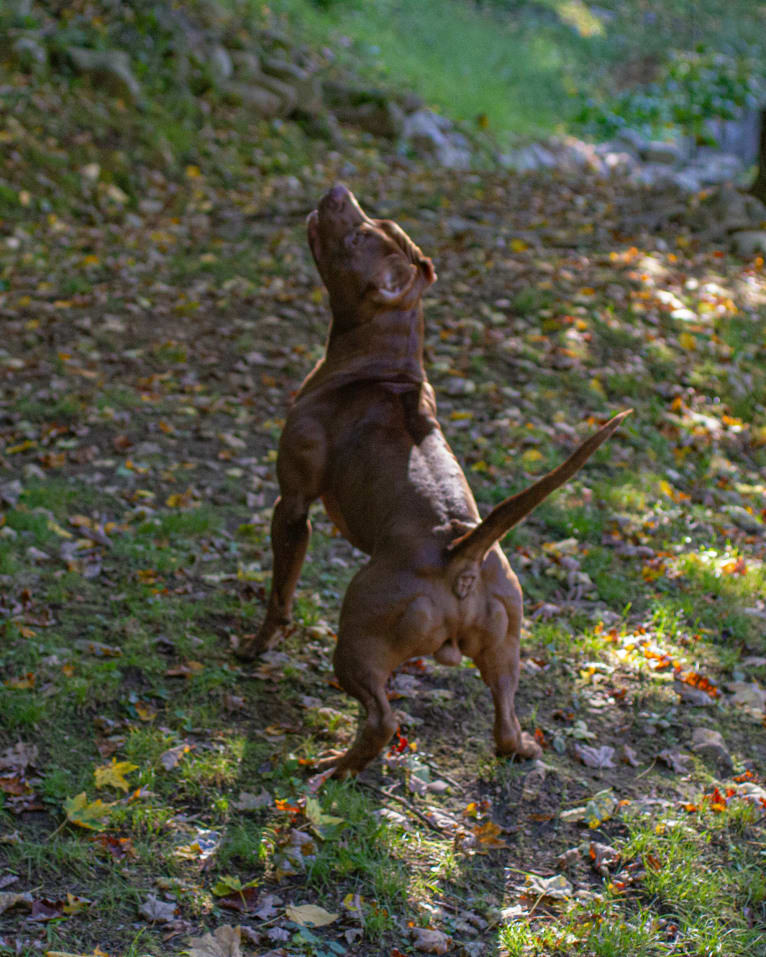 New England's Finest's Rudy, an American Pit Bull Terrier tested with EmbarkVet.com