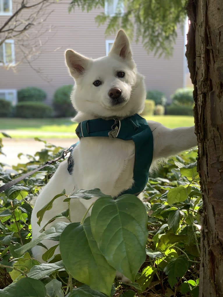 Pearl, a Japanese or Korean Village Dog and Jindo mix tested with EmbarkVet.com