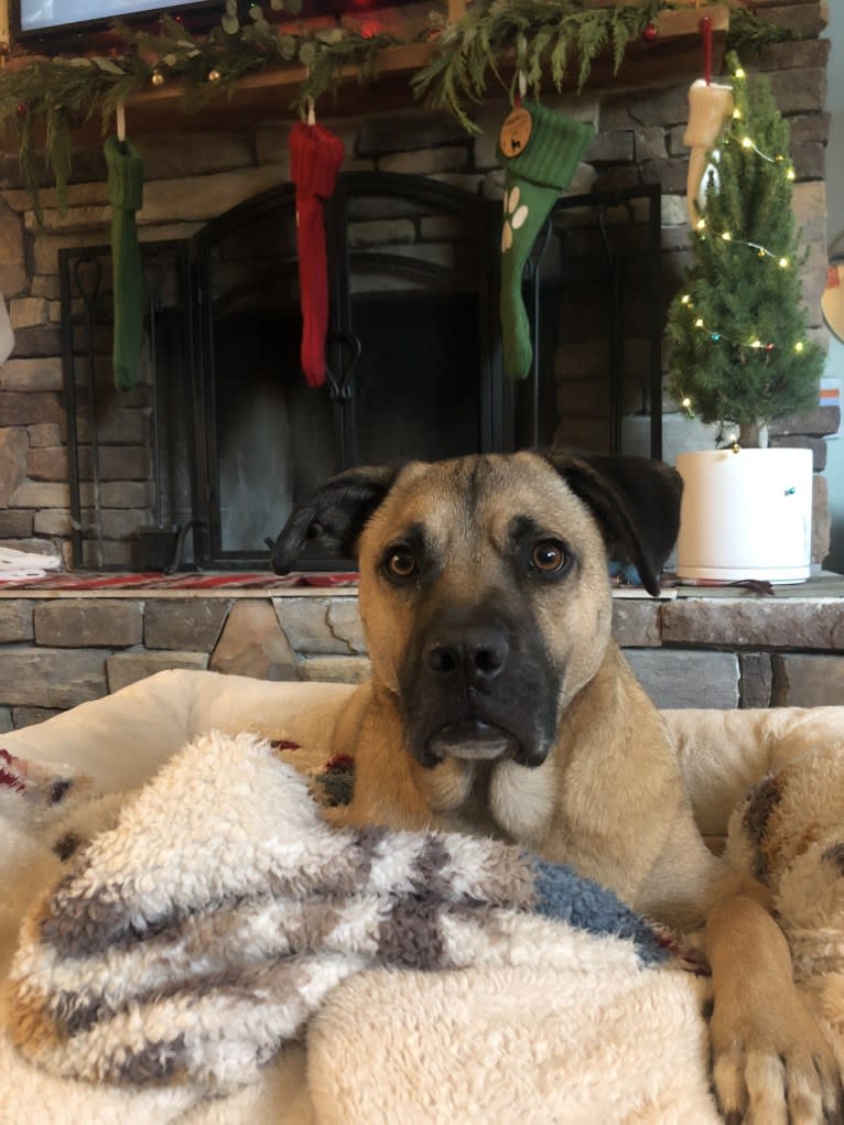 Pancho, a Boxer and Border Collie mix tested with EmbarkVet.com