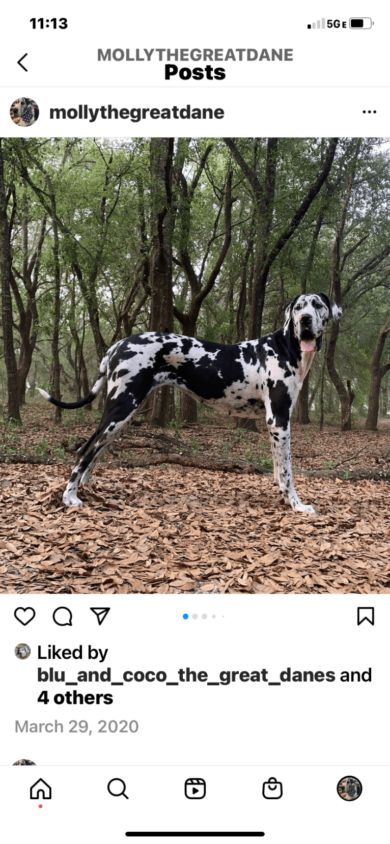 Molly, a Great Dane tested with EmbarkVet.com