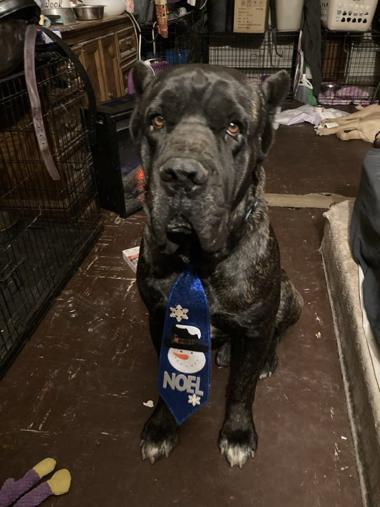 Legacy of Bane. (Gace), a Cane Corso tested with EmbarkVet.com