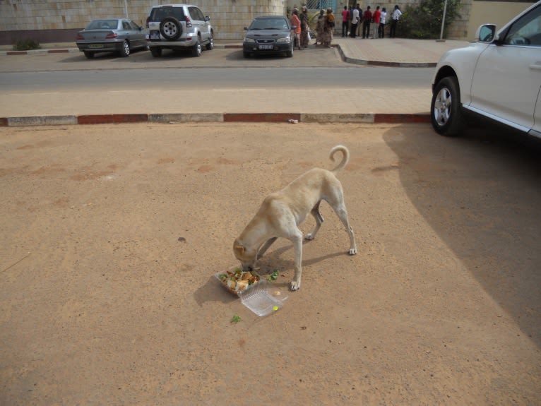 Surf, a West African Village Dog tested with EmbarkVet.com