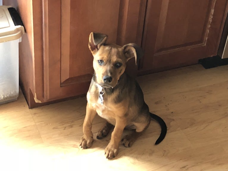 Sasha, an Australian Cattle Dog and German Shepherd Dog mix tested with EmbarkVet.com