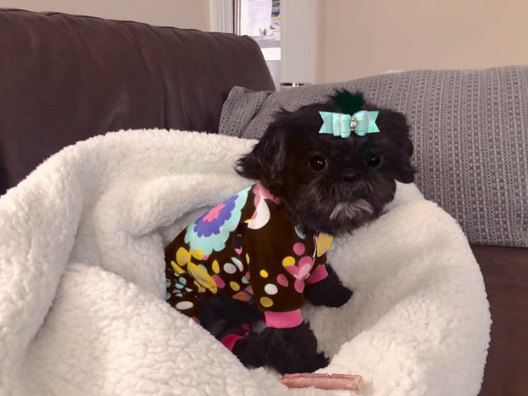 Lulu, a Shih Tzu tested with EmbarkVet.com