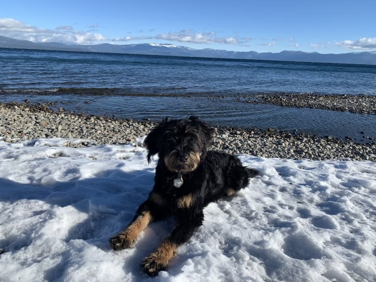 Bella, a Bouvier des Flandres and Bernese Mountain Dog mix tested with EmbarkVet.com