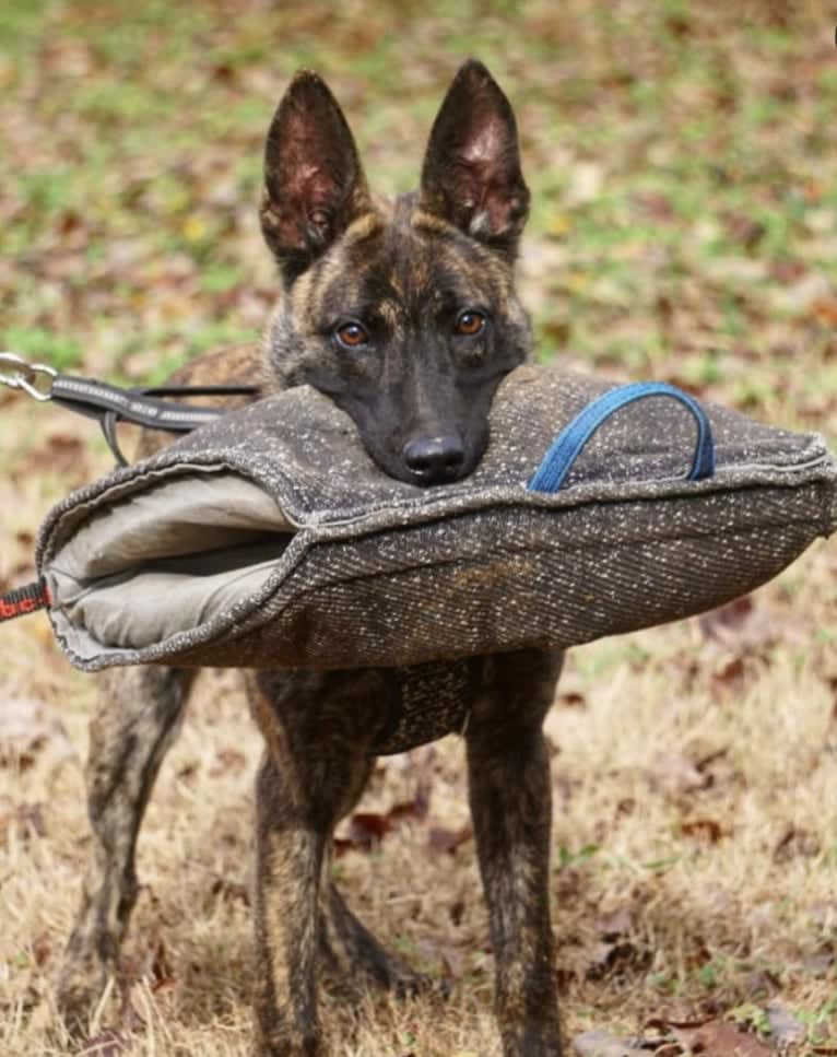 Jinx Van Patriot, a Dutch Shepherd and German Shepherd Dog mix tested with EmbarkVet.com