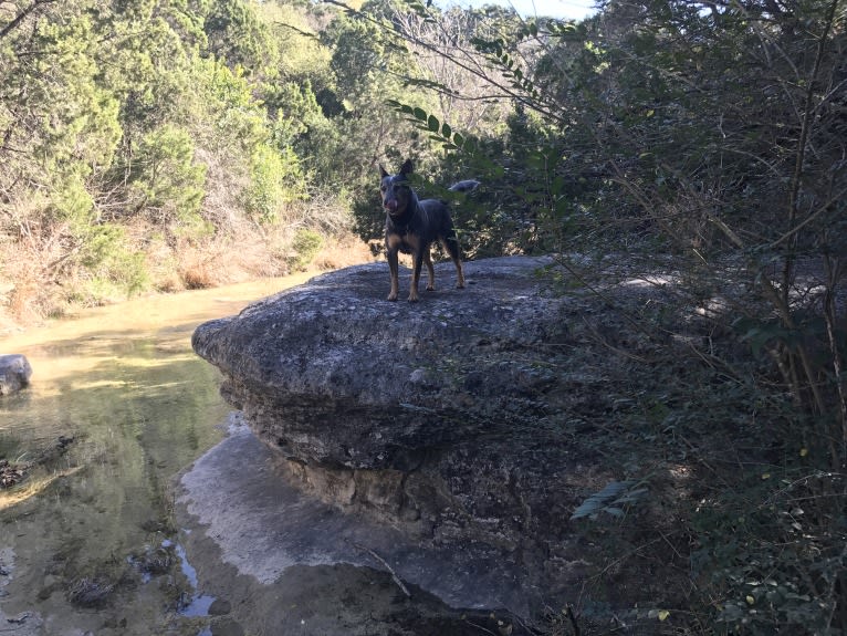 Hank, an Australian Cattle Dog and American Pit Bull Terrier mix tested with EmbarkVet.com